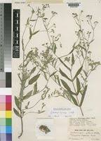 Image result for Gutenbergia