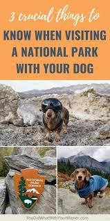 Knowing These 3 Things Can Be The Difference Between Disappointment And An Amazing Trip To A National Park With Yo Road Trip With Dog National Parks Dog Travel