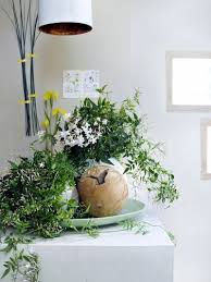 Jasmin Schlafzimmer Pflanzen Pflanzen Pflanzen Fur Zu Hause