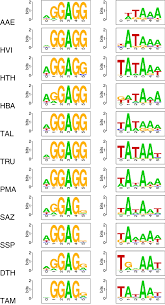 Shine-Dalgarno sequence motifs (left) and Pribnow box (-10 box) motifs... |  Download Scientific Diagram