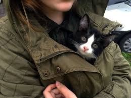 New Post On Zamanlayolculukzararlasonbulur Komik Kedi Resimleri Kedi Komik Kediler