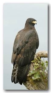 Black Eagle Ictinaetus Malayensis The Black Eagle Eats Mammals Birds And Eggs It Is A Prolific Nest Predator And Nature Birds Beautiful Birds Raptors Bird