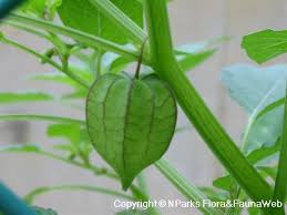 Image result for Physalis lagascae