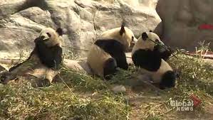 The toronto zoo is a zoo located in toronto, ontario, canada. Canada S Giant Pandas Looking Back 5 Years At The Toronto Zoo Globalnews Ca