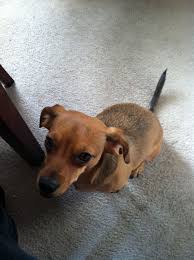 Beautiful litter of heavy english cream breeding. Cream Dachshund Puppies Florida The Y Guide