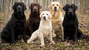Labrador Retrieverlar Ile Ilgili Bilmeniz Gereken 12 Gercek