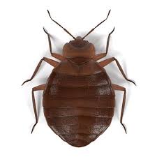 You'll know that you have springtails when you see large groups of small dark insects that jump. Common Florida Insects Pests Well S Termite Pest Control