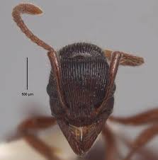 Image result for Gnidia virescens