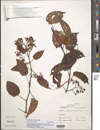 Image result for Cissus guerkeana