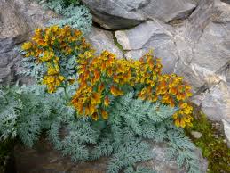 Image result for Corydalis mildbraedii