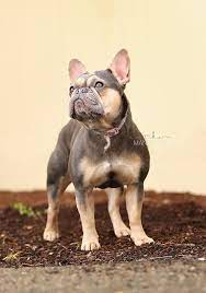 188 tykkäystä · 3 puhuu tästä. Diamond Doll Frenchies Llc Diamond Doll Frenchies And Pugs