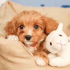 Find the perfect puppy for sale in. Cavapoo Puppies Available In Phoenix Tucson Az Cavapoo Puppies Cavapoo Puppies For Sale Cavapoo