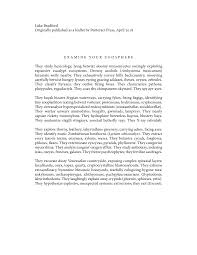 Image result for Lycium schizocalyx