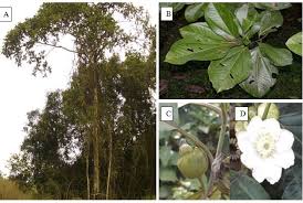 Image result for Bellucia