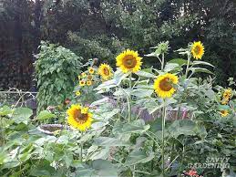 Check spelling or type a new query. When To Plant Sunflowers 3 Options For Lots Of Beautiful Blooms