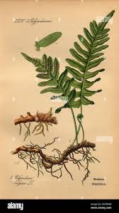 Image result for Polypodiaceae