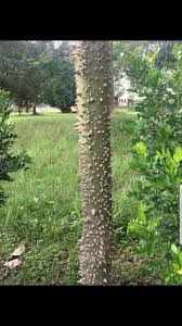 Image result for Rytigynia ruwenzoriensis