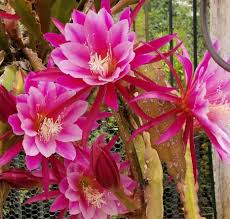 Image result for Epiphyllum