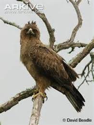 French Birds Of Prey Pictures Wahlberg S Eagle Aquila Wahlbergi African Wildlife Birds Of Prey Image