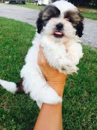 Maybe you would like to learn more about one of these? Shih Tzu Puppies Must See Females Available For Sale In Orlando Florida Classified Americanlisted Com