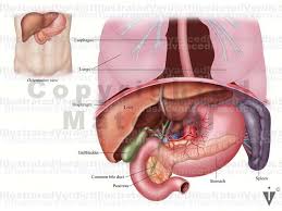 Learn now the anatomy and the functions of the pancreas at kenhub! Stock Pancreas Normal Anatomy Illustrated Verdict