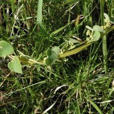 Image result for Cissampelos mucronata