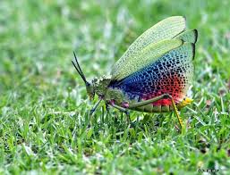 Green Milkweed Locust Or African Bush Grasshopper Phymateus Viridipes Image Callie De Wet Via Flickr Milkweed Locust African