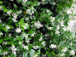 Check spelling or type a new query. Scented Climbers For Pergolas News Perfect Pergolas Uk Made Built To Order Pergola