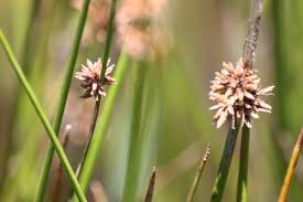 Image result for Schoenoplectus muriculatus
