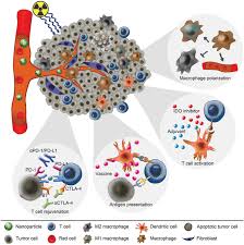 Things to do near taishan geological park. Nanomaterials For Combinational Radio Immuno Oncotherapy Wang 2020 Advanced Functional Materials Wiley Online Library