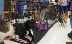 Every day, you can adopt a pet in a petco store. Adoption Events Wishbone Pet Rescue