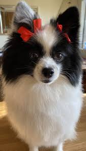 We are proud to offer dog daycare and overnight boarding services for all of north san diego county. Pets For Adoption At Second Chance Dog Rescue In San Diego Ca Petfinder