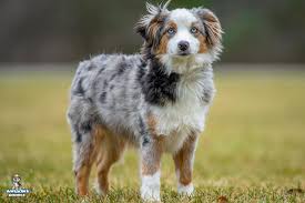 Find mini australian shepherd dogs and puppies from arizona breeders. Our Pets Beezy Aussiedoodle Puppies In Pa Awesomedoodle