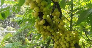 Apakah ini kegagalan dalam sebuah perjalanan? Dr Zubaidi Hj Ahmad Pokok Melaka Sejarah Melayu Menceritakan Bahawa Parameswara Sedang Berehat Di Bawah Sepohon Pokok Melaka Bila Melihat Anjing Anjing Pemburunya Ditendang Oleh Seekor Pelanduk Melihat Keberanian Pelanduk Tersebut Beliau