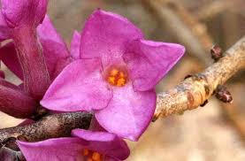 Image result for Daphne mezereum