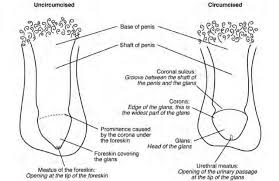 Image result for penis mycosis symptoms