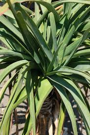 Image result for Aloe barendii
