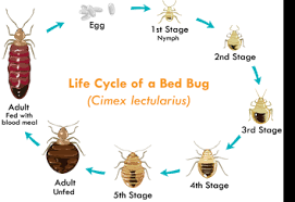 Bed Bug Pest Control Patriot Pest Solutions