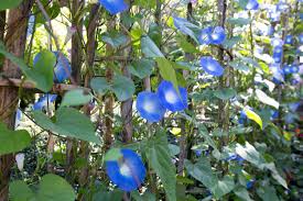 Image result for Ipomoea tricolor