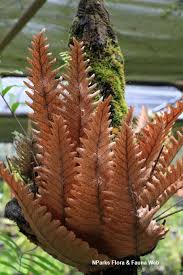 Image result for Drynaria