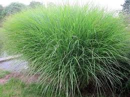 Feinhalm Chinaschilf Gras Miscanthus Sinensis Gracillimus Ziergras Zierliches Chinaschilf Pflege Schnitt Schmalblattriges Ziergras Terrasse Pflanzen Kiesgarten