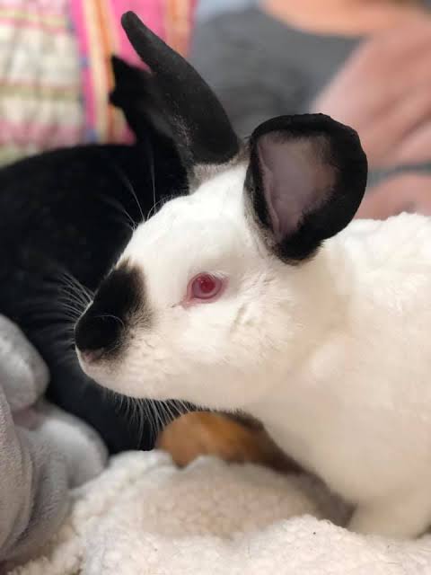 Some facts about REWs: 1. Their eyes are red because they're albino -  though only pure white rabbits can be considered albino! 2. This started as  a genetic mutation but then quickly