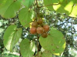 Image result for Tinospora fragosa