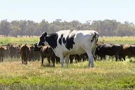 What Makes Knickers The Steer Not Cow So Big Cattle S Mysterious Genes The New York Times