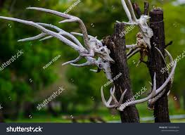 The Skulls Of Deer Animals Hanging On Trees Are In The Wilderness Traces Of Wild Predators And Natural Predators Ad Affiliate In 2020 Deer Animal Skulls Hanging