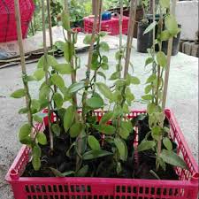 Many people are interested in growing their favorite plants in their house. Vanilla Bean Plant Planifolia Shopee Philippines