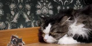 Pretty much any other small pet that people like to keep at home lives longer. How Long Do Mice Live Eco Bear