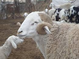 Kg de mouton (collier poitrine ou épaule). Ouled Djellal Race Ovine Wikipedia