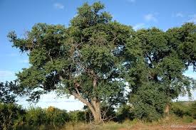 Image result for Pseudolachnostylis maprouneifolia