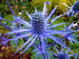 The ultimate guide to flower meanings. Eryngium Sea Holly A To Z Flowers
